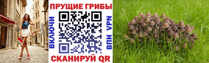 даркнет сайт Кадников Псилоцибиновые грибы Cubensis
